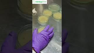 Potato Dextrose Agar (PDA) plate for fungal growth #hereditybioacademy #reels