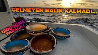 GELMEYEN BALIK KALMADI... | PARAGAT AVINDA YOK YOK !!!