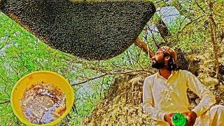 Big Honey harvesting-5 kg nikala-