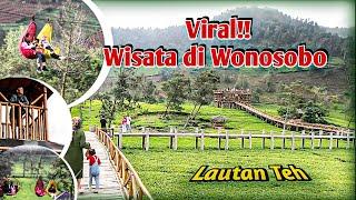 Viral!! wisata Kebun Teh Sikatok Tambi Wonosobo Penghilang Stres #kebuntehtambi #Kebuntehsikatok