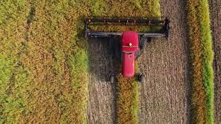 Canola Harvest 2021