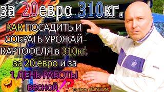 #48 КАК ПОСАДИТЬ И 310кг. СОБРАТЬ УРОЖАЙ КАРТОФЕЛЯ за 20евро и МИН. РАБОТЫ?! - Купите коз! И ГОСТЬ!