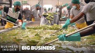 How 1.5 Million Aloe Vera Leaves Are Harvested A Week | Big Business