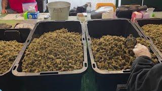 'Bud Man' stand sold cannabis in bulk at Soulard Farmer's Market