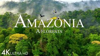 AMAZÔNIA 4k | A Maior Floresta Tropical do Mundo |  Sons da Selva | Filme de Relaxamento Panorâmico