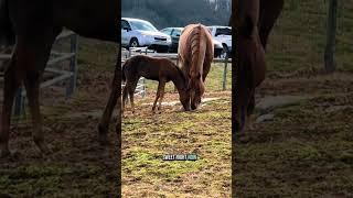 Foal playtime!  Watch these baby horses run, jump, and zoom around the field! Pt 1