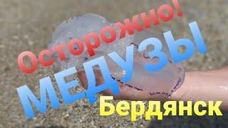 Медузы атакуют Бердянск! Пустые пляжи на Бердянской косе. Август 2021