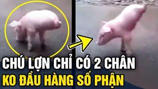 Chú lợn sinh ra chỉ có '2 CHÂN' kiên cường 'TẬP ĐI' khiến nhiều người cảm phục | Tin 3 Phút