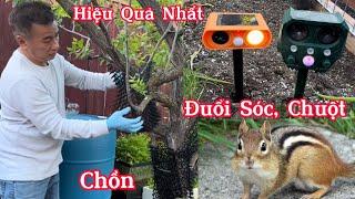 Cách Đuổi Sóc, Chuột, Chồn…Ra Khỏi Vườn Bảo Vệ Cây Ăn Trái, Rau Củ Quả Mà Không Sát Sinh