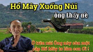 Toang Rồi Hổ Mây Núi Cấm bò xuống núi ông lão tận mắt thấy kể lại nó to bằng cái xuồng thật không ?