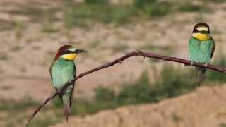 včelárik zlatý(Merops apiaster)