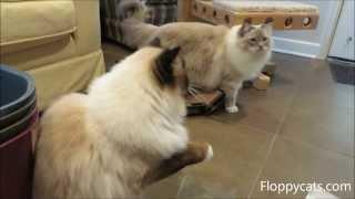 Ragdoll Cats Receive Cat Dancer Interactive Toy for Review - ねこ - ラグドール - Floppycats