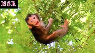 Nature Serenity Relaxing With Tiny Baby Monkey Moments On High Tree