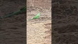 Indian Ringneck Parrot #short#parrot