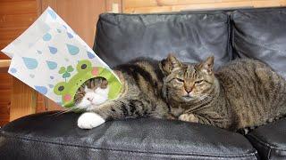 Maru became a frog in the rainy season.