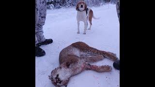 Ketun ja ilveksenpyyntiä / Fox and lynx hunting