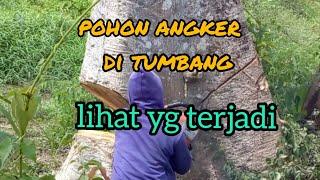 POHON ANGKER, DI ROBOHKAN,terjadi hal mengerikan,