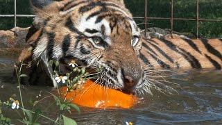 Tigers Destroy Pumpkin