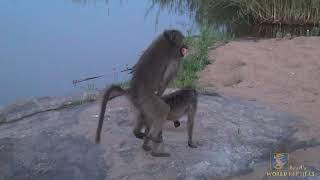 Love is in the air; mating time for the Chacma Baboon!