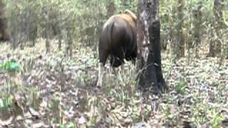 Taboba Indian Gaur Near Telia Dam