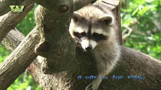 A day in the park: Raccoon - Wasbeer - Procyon lotor
