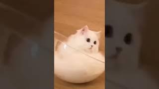 One Cat Story & Dead Or Alive - You Spin Me Round #cute #cats #pets #animals #fun #funny #meme  #top