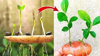 How to grow Lemon tree from seed in a potato ( New technique) kaise lemon ke podhe ko grow kare