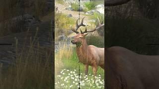 Deer target by sniper #trending #foryou #viralvideo #viralshort #shortfeed #gaming #animals #shorts