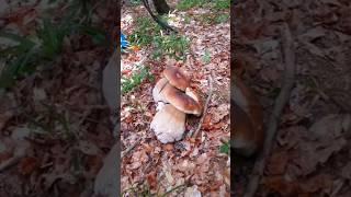 Beautiful mushrooms from Eastern Europe #funghi #porcini #boletus #grzyby #гриби