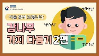 기술 읽어드립니다 감나무 가지다듬기 2편