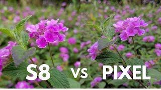 Samsung Galaxy S8 vs Google Pixel Camera Comparison