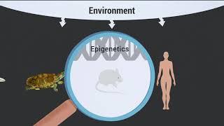 Epigenetics and the Environment