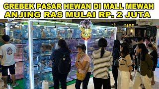 Pasar Anjing Ras Di Mall Harga Mulai Rp.2 Juta - Pet Me Out Green Sedayu Mall