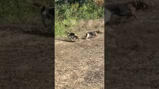 Beagles running rabbits!