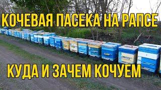 НЮАНСЫ КОЧЕВКИ ПАСЕКИ НА РАПС,ВЫБОР МЕСТА,КОЧЕВАЯ ПАСЕКА,МЕДОСБОР