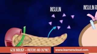 Proteins and Enzymes: GCSE Biology