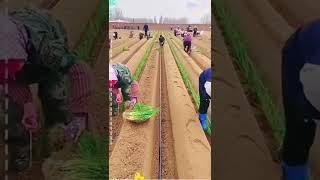 Planting Green Onions With Smart Tool On The Farm Satisfying video #agriculture #satisfying #short