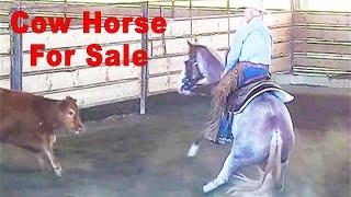 Reined Cow Horse - Cutting Horse For Sale