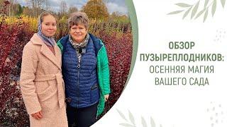 ОБЗОР ПУЗЫРЕПЛОДНИКОВ: ОСЕННЯЯ МАГИЯ ВАШЕГО САДА