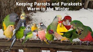 How to keep your birds warm in the winter