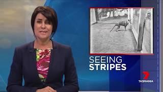 Seeing Stripes, Tasmanian Tiger sightings - News Report