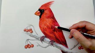 how to draw a bird realistic step by step- red cardinal bird drawing