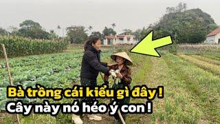 Con Dâu Ngang Bướng - Ra Đồng Ch.ử.i Mẹ Chồng Là Suốt Ngày Ngoài Đồng Mà Làm Không Ra Gì !