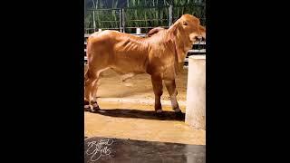 70 days old Red Brahman bull