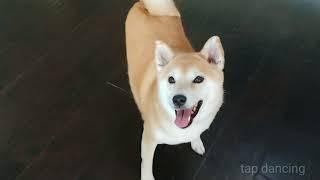 Dancing Shibe! 