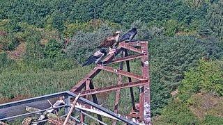 Fischadler/Àguila peixatera Goitzsche Wildnis - Ben custodiat  (19.08.2024)