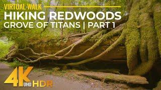 4K HDR Virtual Walk in Redwoods - Highest Trees & Forest Sounds - Hiking Grove of Titans Trail - #1