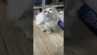 Kucing Arab  #bogescathouse #munchkin #cats #kitten #kucingmunchkin #kucinglucu#shortvideo#shorts