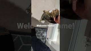 Cute Cat Welcomes Me Home #shorts #cat