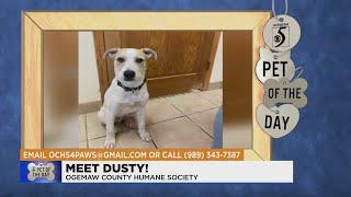 Pet of the Day: Meet Dusty!